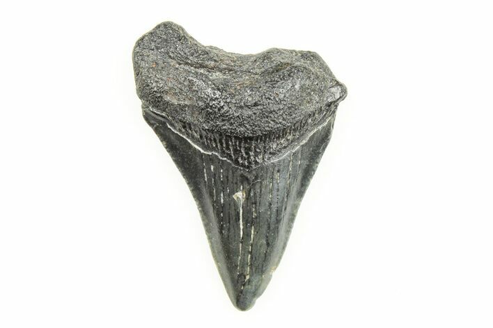 1.62" Juvenile Megalodon Tooth - South Carolina